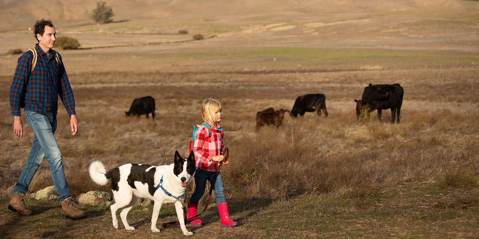 Dog friendly outlet walk